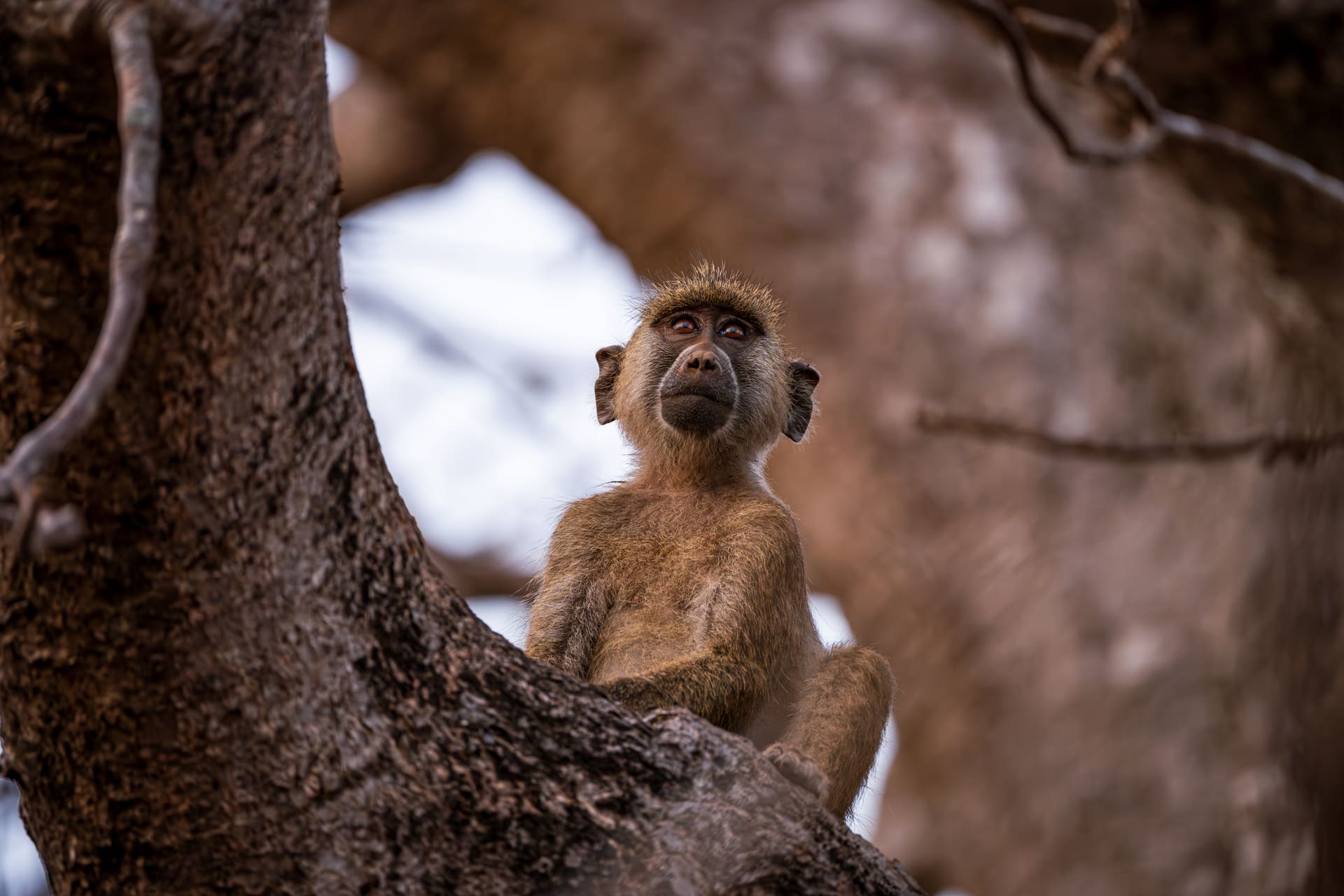 Manda Conservancy