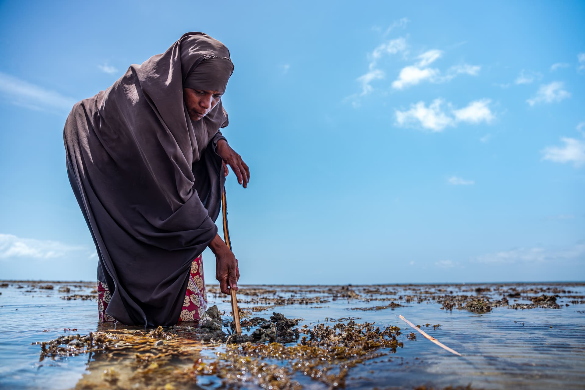 The Coastal Conservancies