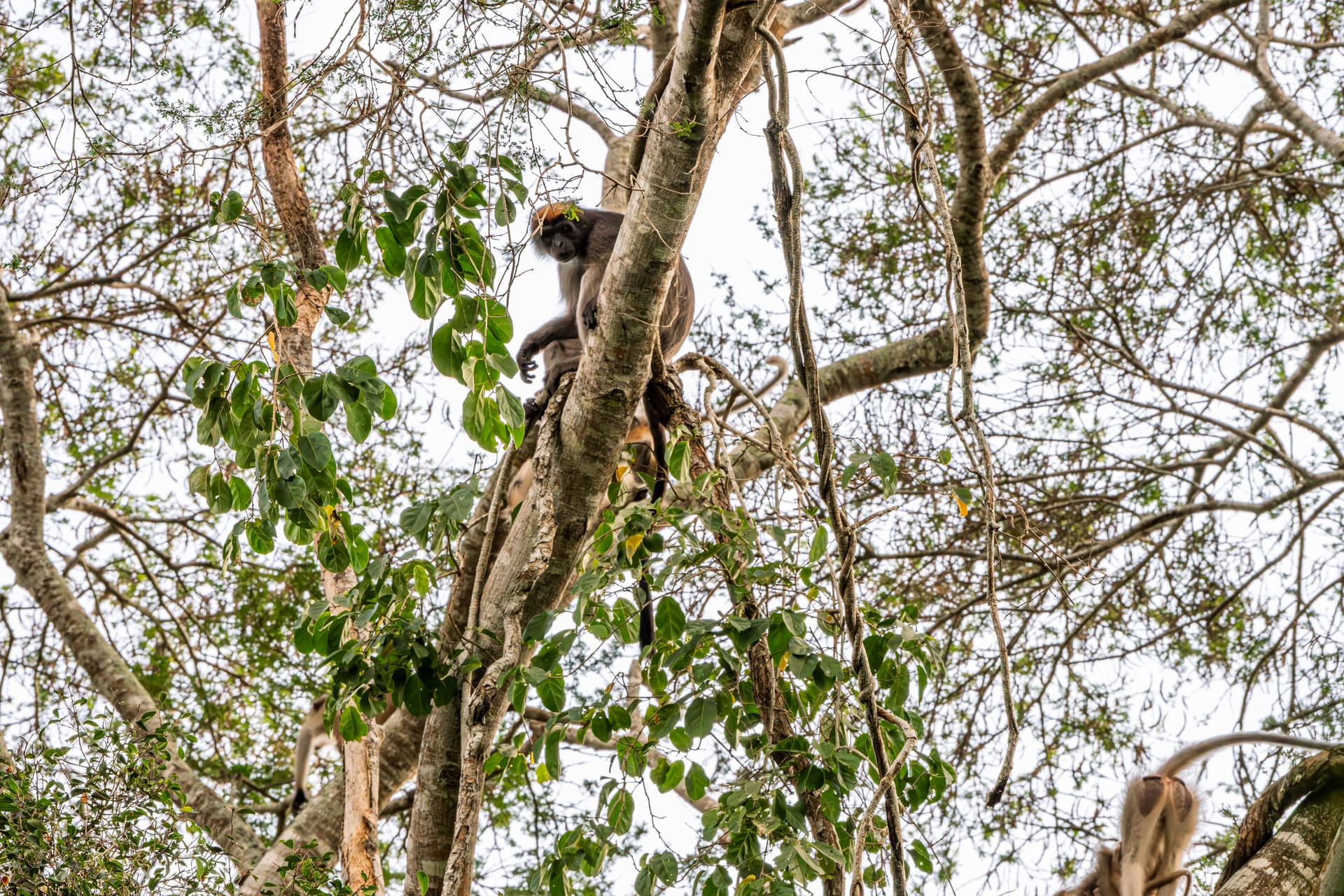Coastal Conservancies landscape