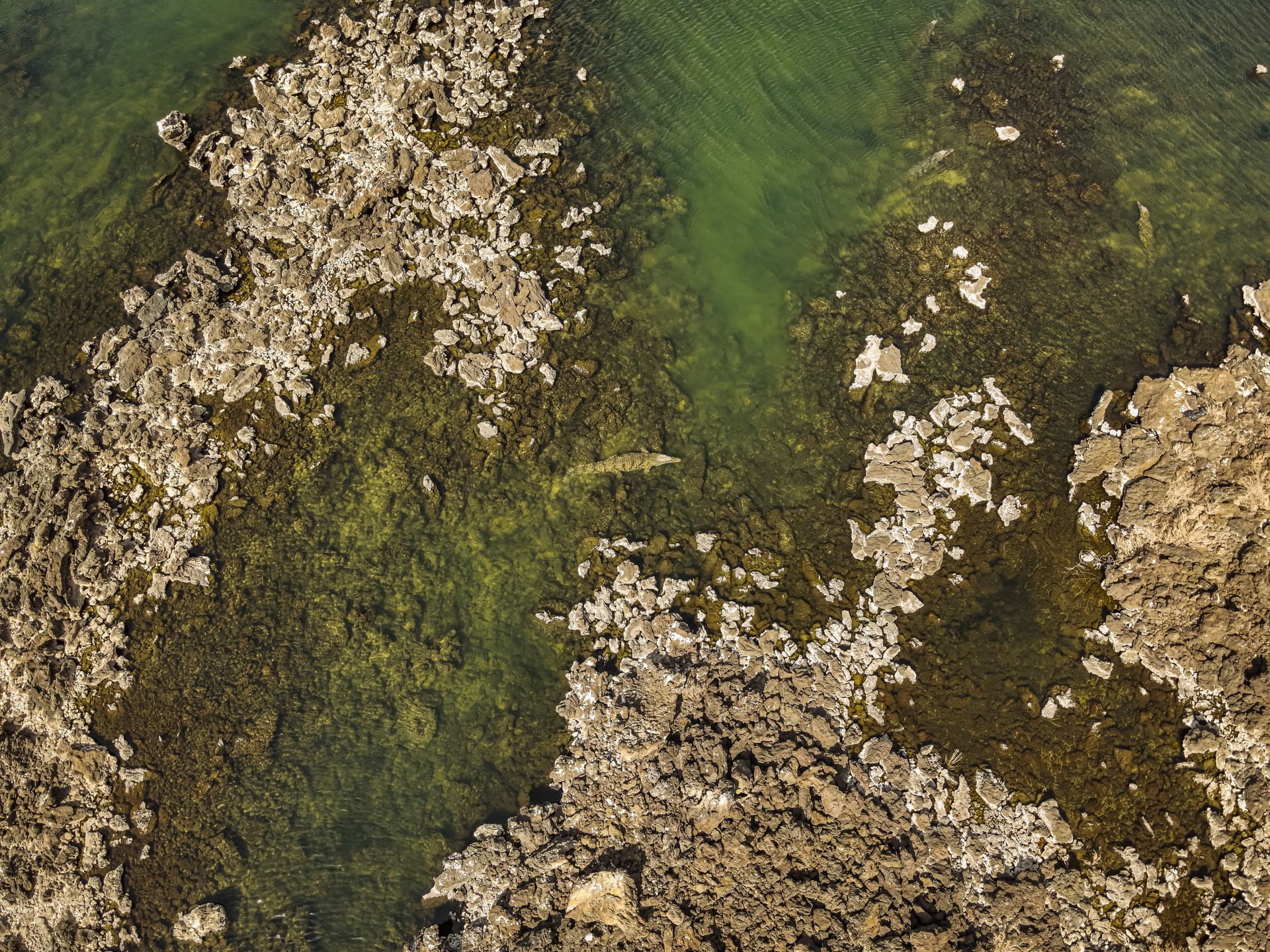 Nile crocodiles on a breeding beach — among the species the project protects